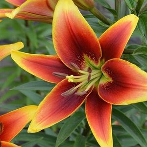 Meet your Posher, Grace